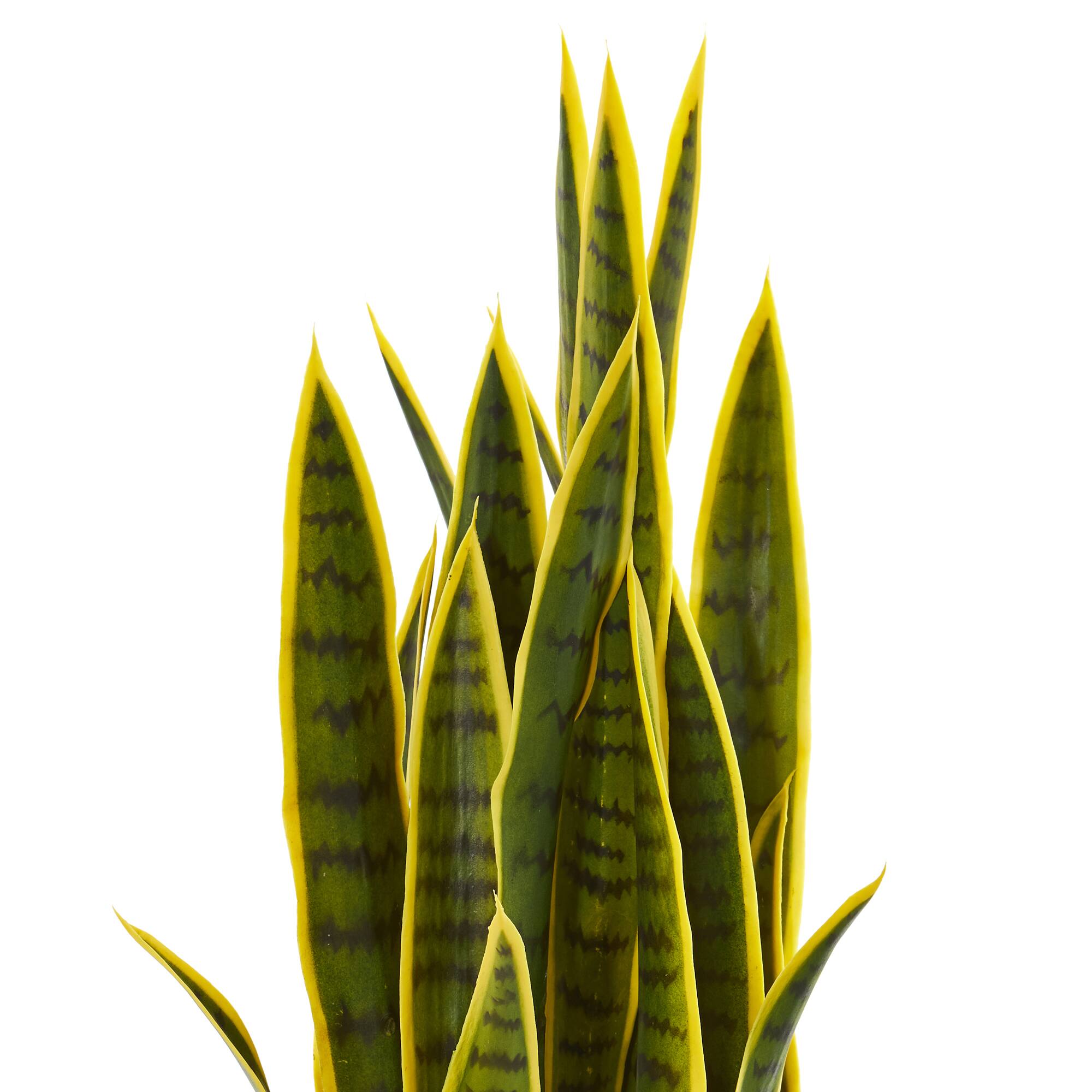 3ft. Potted Snake Plant